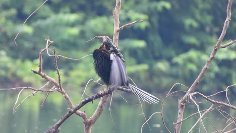 Anhinga-En-árbol-Uhd-Mp4-4k-Video