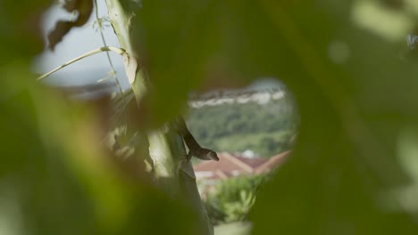 Framing-a-lizard-with-leaves-from-a-Papaya-tree-in-a-tropical-private-garden-in-the-island-of-Puerto-Rico-during-a-passing-sunny-storm