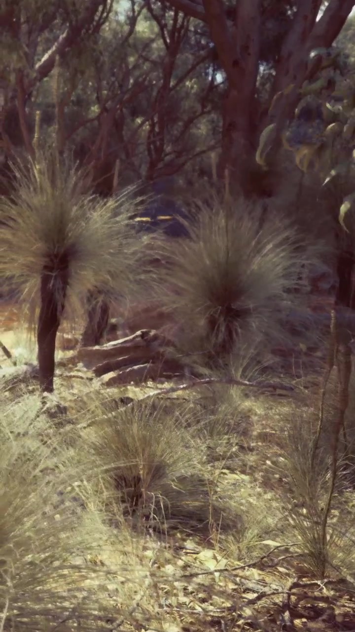 Diverse piante che crescono in un'area boschiva con la luce del sole che filtra tra gli alberi.