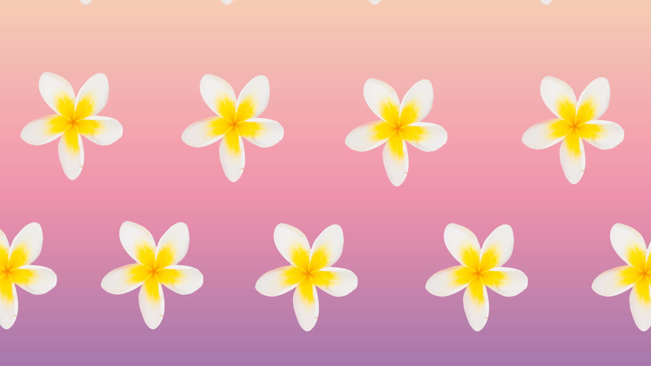 Composizione di file di fiori bianchi e gialli che si muovono su sfondo rosa