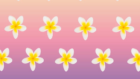 composition of rows of white and yellow flowers moving on pink background