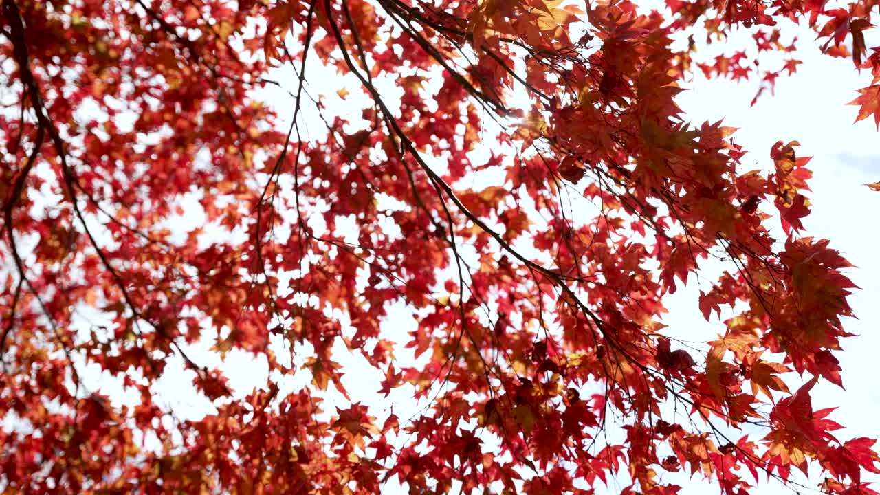 Sunlight filters through vibrant red japanese maple leaves against a bright sky, creating a stunning autumnal display