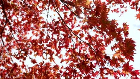 sunlight filters through vibrant red japanese maple leaves against a bright sky, creating a stunning autumnal display