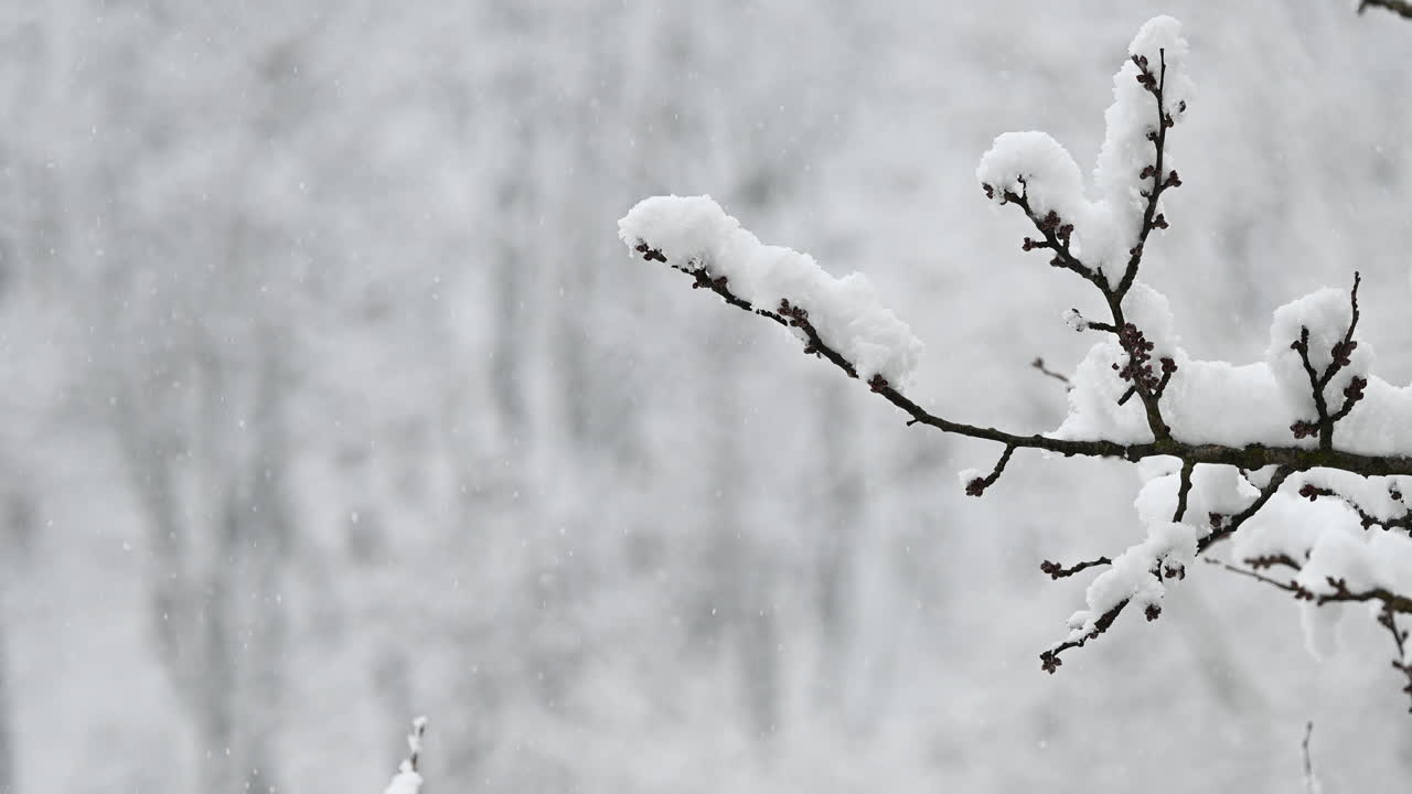 Snow-covered branch with blurred winter background