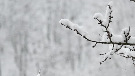 snow-covered branch with blurred winter background