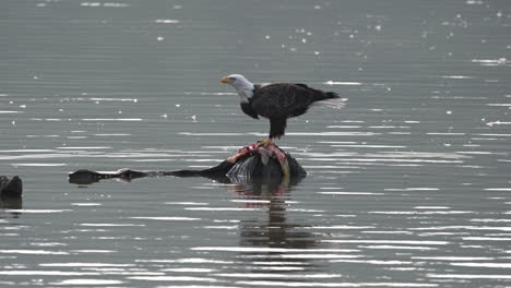 a bald eagle eating a fish on a rock in the middle of a lake