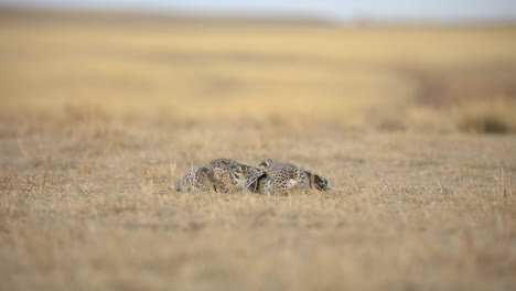 sharp tailed grouse males birds fighting on lek as mating ritual