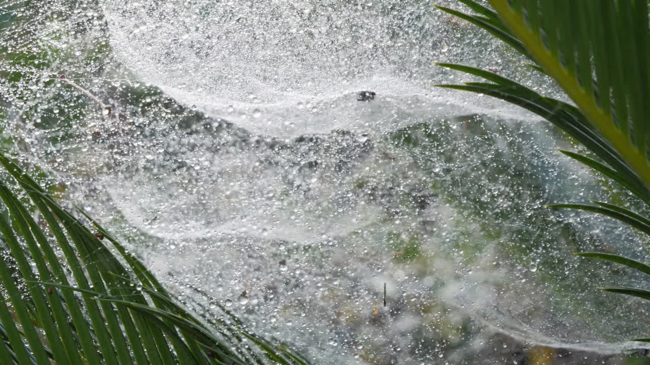 잎 사이에 물방울이 있는 큰 거미줄,  촬영