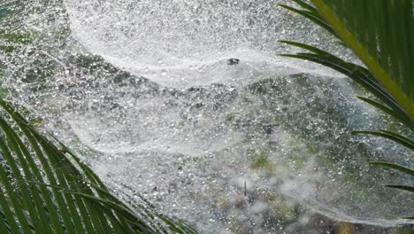 big spider web with water drops between palm leaves, panning shot