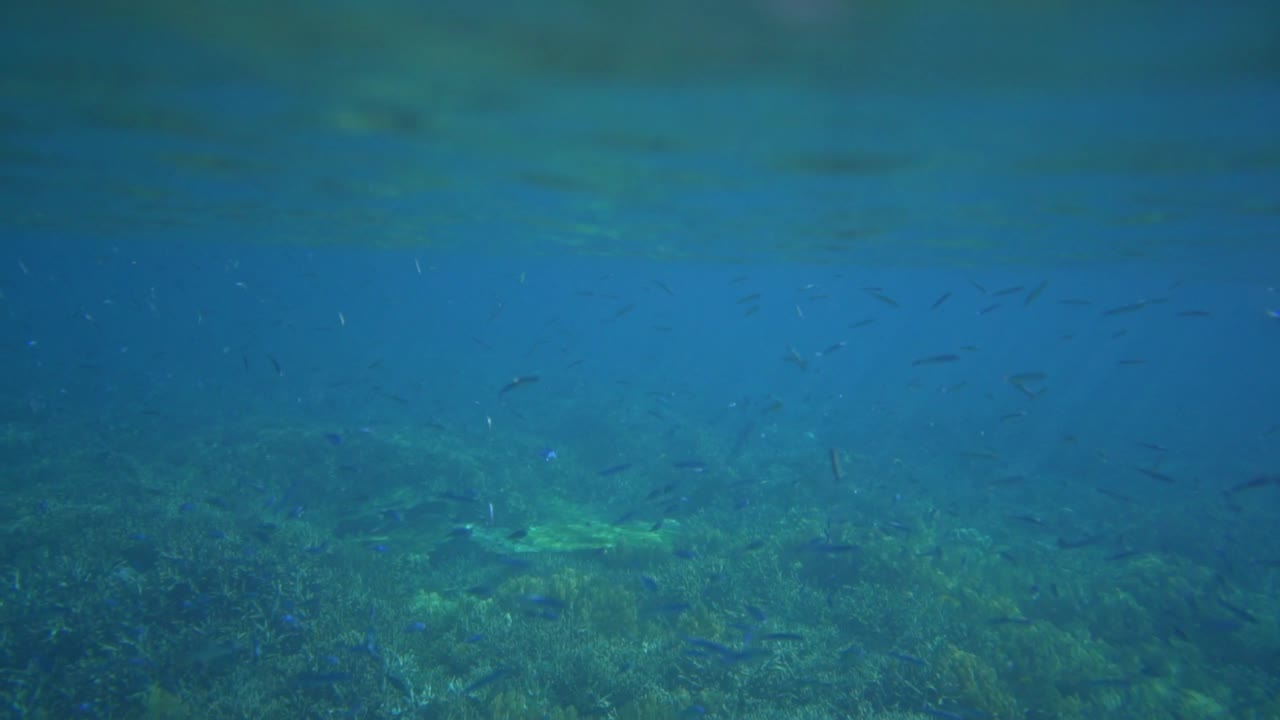 표면 아래의 산호초를 드러내는 파도와 함께 표면의 카메라