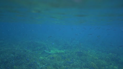 cámara en la superficie con olas que revelan el arrecife de coral debajo de la superficie