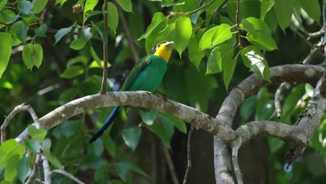 looking up and then looking down, a long-tailed broadbill psarisomus dalhousiae, then flies off to the right side of the frame.