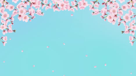 cherry trees in full bloom and spring breeze. cherry blossom arch (blue sky background)