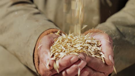 El-Granjero-Inspecciona-Su-Cosecha-De-Manos-Que-Sostienen-Semillas-De-Avena-Maduras.-Si-Bien-La-Avena-Es-Apta-Para-El-Consumo-Humano-Como-Harina-De-Avena-Y-Copos-De-Avena,-Uno-De-Los-Usos-Más-Comunes-Es-Como-Alimento-Para-El-Ganado.