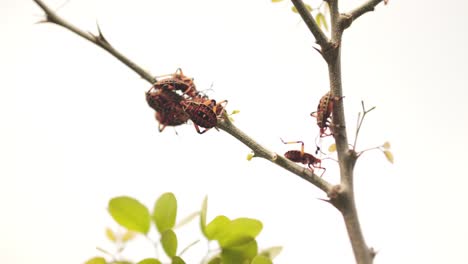 detailed view of red and black bugs grouped on a thin tree branch with backlight against white background