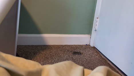 a shrew crawling in the bedroom