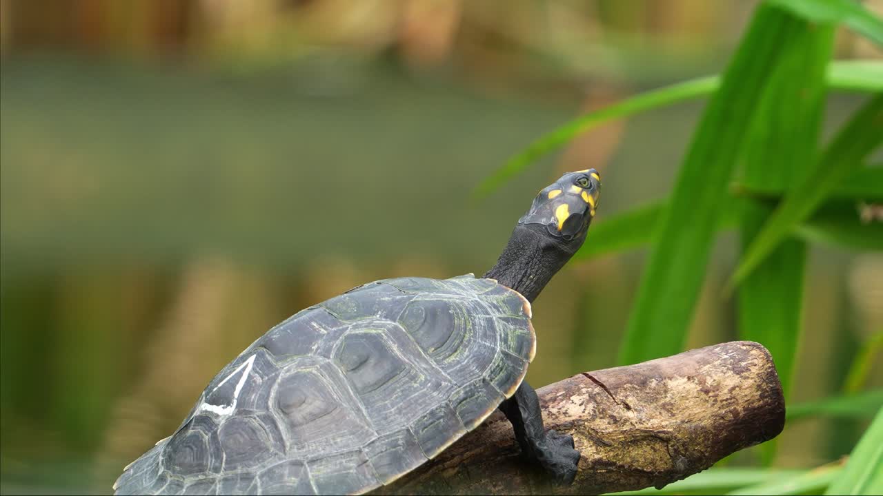 Close up shot of a vulnerable reptile species, a juvenile yellow-spotted river turtle, podocnemis unifilis, basking on submerged log by the lake under the sunlight
