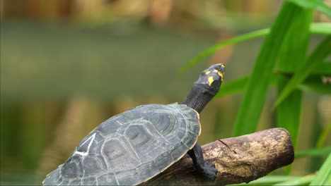 Nahaufnahme-Einer-Gefährdeten-Reptilienart,-Einer-Jungen-Gelbflecken-Flussschildkröte,-Podocnemis-Unifilis,-Die-Sich-Auf-Einem-Untergetauchten-Baumstamm-Am-See-Im-Sonnenlicht-Sonnt