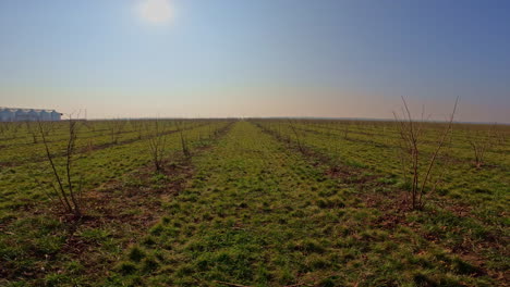 caminar entre hileras de arbustos de arándanos en un largo campo de agricultores