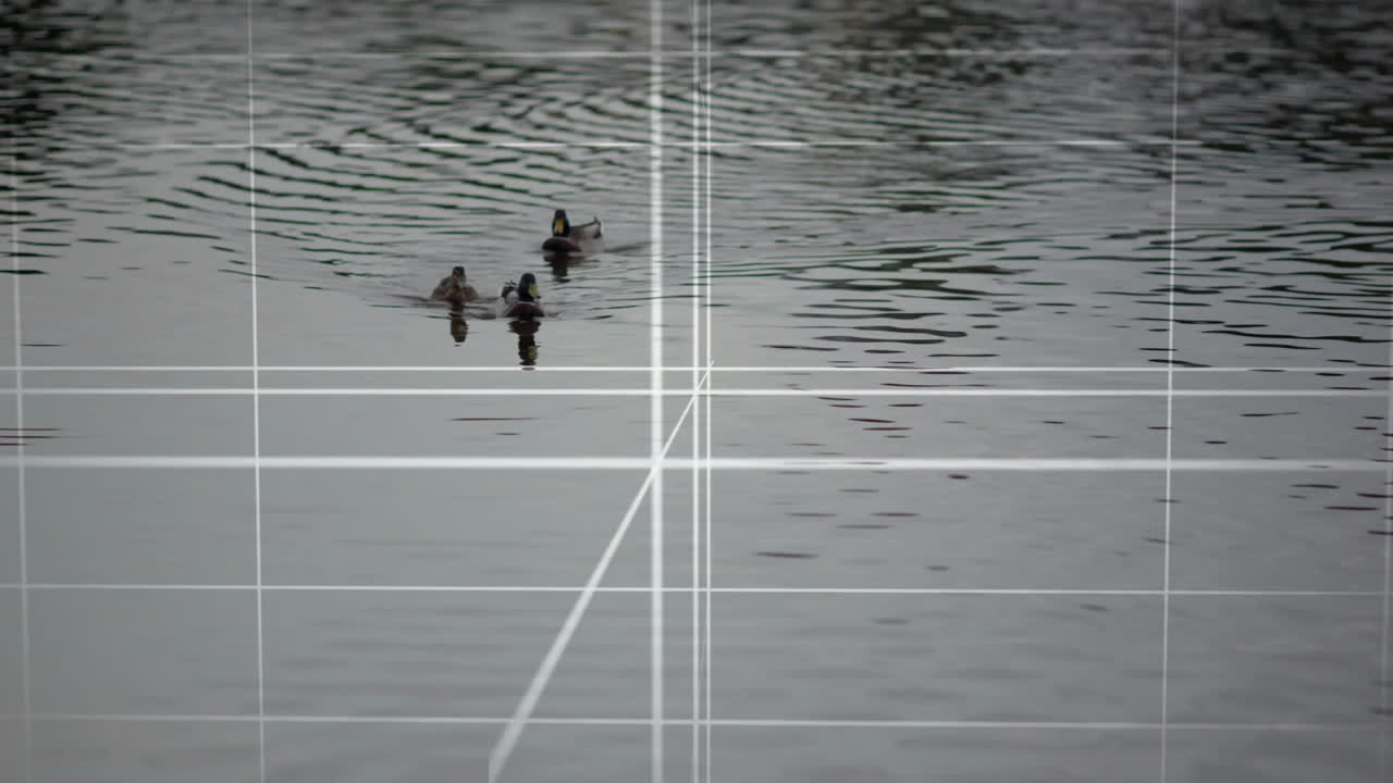 Ducks swimming in water with grid lines animation overlaid