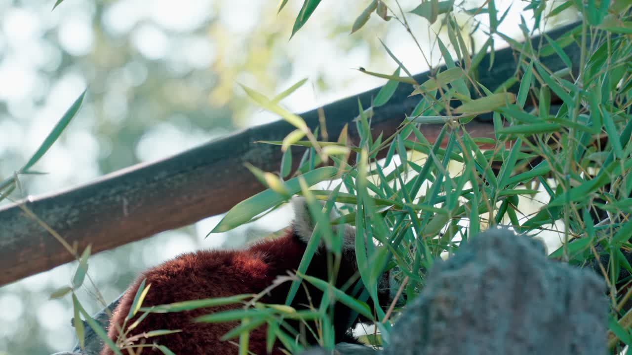 음식 을 찾고 있는 은 판다 의 정적