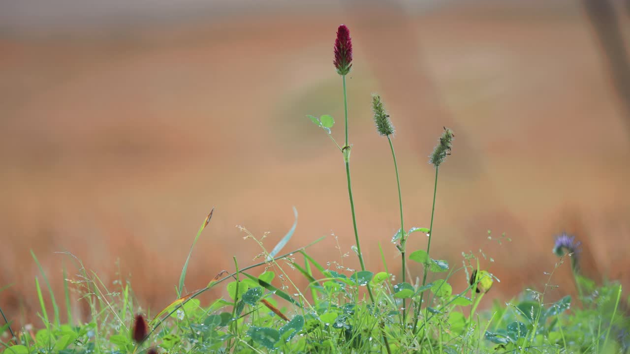 방울이 뿌려진 여름 초원의 푸른 풀에 숨겨진 어두운 분홍색 클로버
