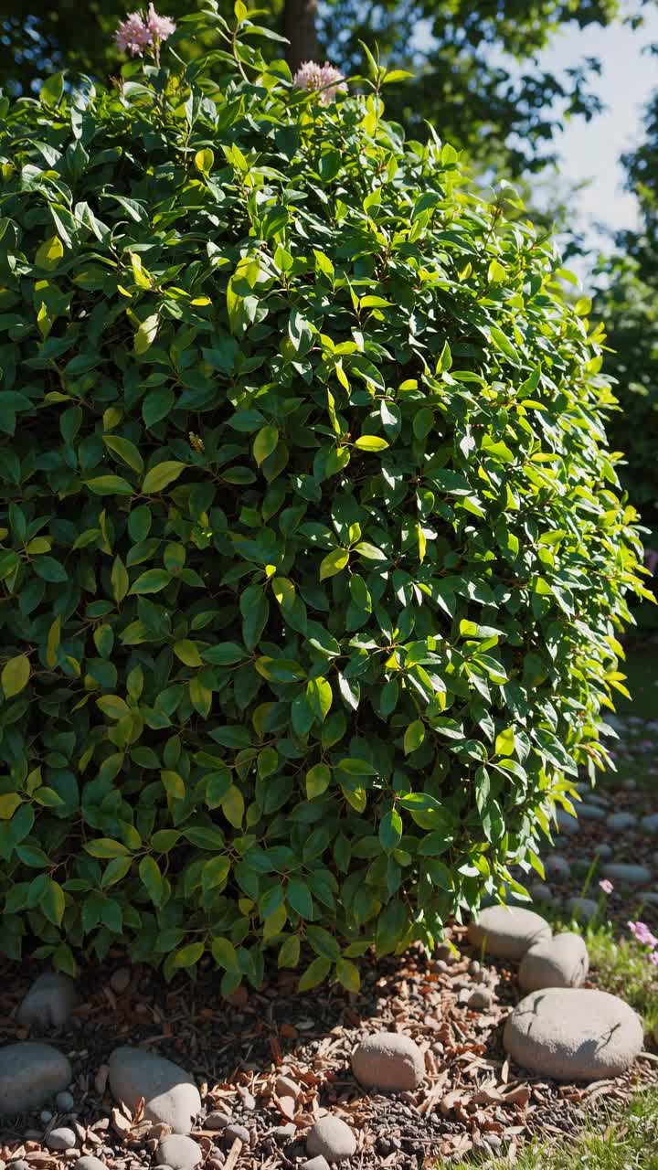 Um arbusto exuberante e redondo com folhas verdes vibrantes, capturado de um ângulo baixo, cercado por pedras.