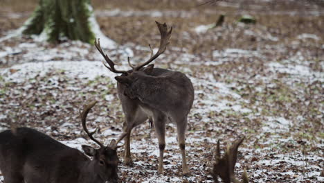 El-Ciervo-Se-Encuentra-Tranquilo-Entre-Su-Manada-En-El-Sereno-Bosque-Checo-Cubierto-De-Nieve