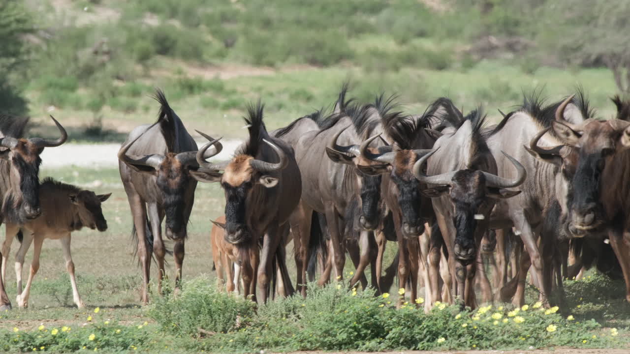 Blue Wildebeest Migration On Plains Of Southern Africa