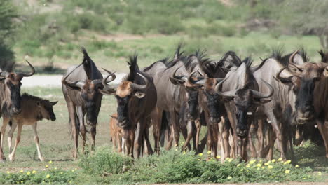 Wanderung-Der-Streifengnus-Auf-Den-Ebenen-Des-Südlichen-Afrikas