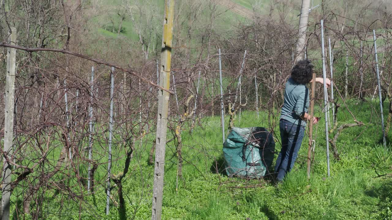 Strong independent caucasian woman farmer prunes vines during late winter dormancy among bare rows in Martani hills, preserving tradition and quality grape production under soft seasonal light