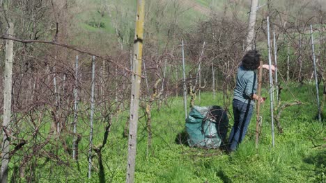strong independent caucasian woman farmer prunes vines during late winter dormancy among bare rows in martani hills, preserving tradition and quality grape production under soft seasonal light