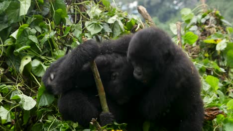un primer plano de 4k gimbal de hermanos jóvenes de gorila de montaña en peligro de extinción, viviendo y jugando entre su hábitat natural de la jungla, el parque nacional de bosque impenetrable de bwindi de uganda, áfrica