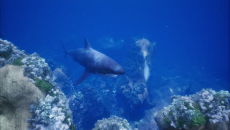 shark swimming gracefully among coral formations in clear blue water