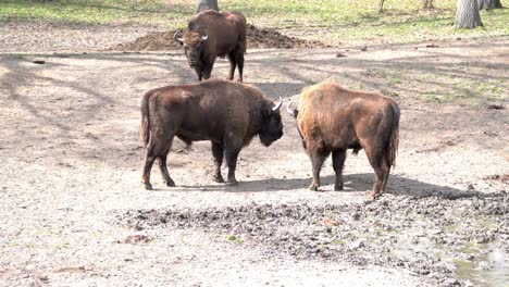 2 huge bisons head-butting outdoors on a sunny day