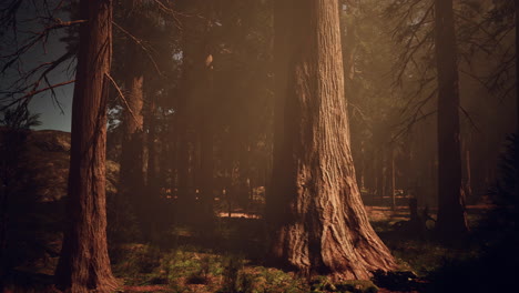 a dense forest with towering trees reaching towards the sky