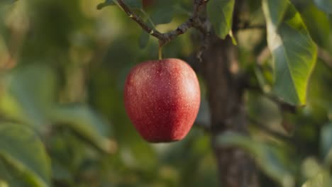 manzana roja colgando de la rama