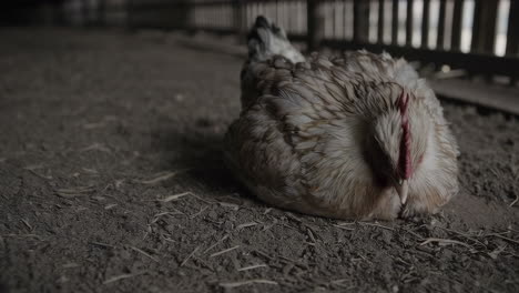 chicken resting in a barn