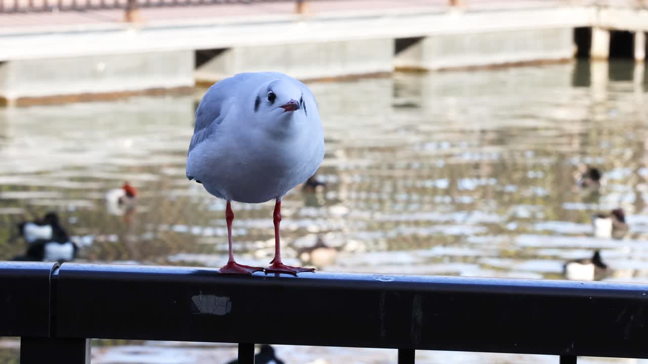 чайка стоит, вокалирует и смотрит вокруг.