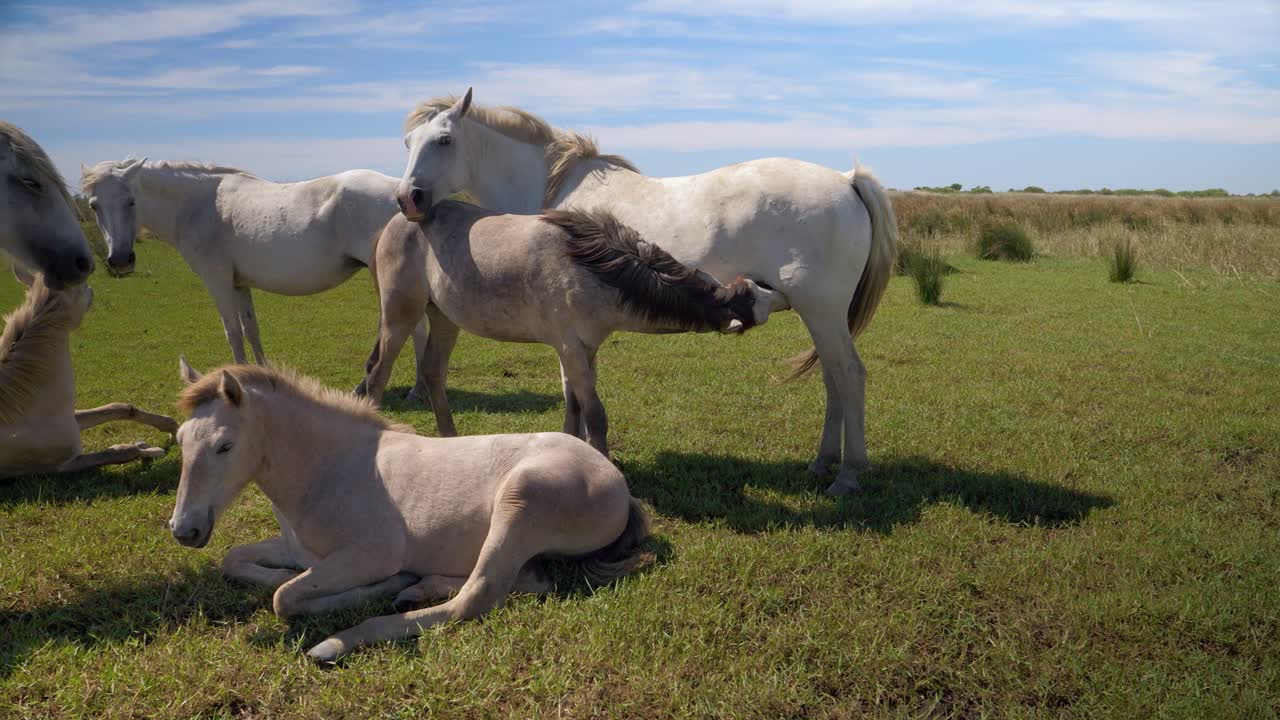 manada de caballos junto con un caballo bebé bebiendo leche de su madre