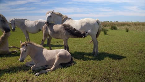 manada de caballos junto con un caballo bebé bebiendo leche de su madre