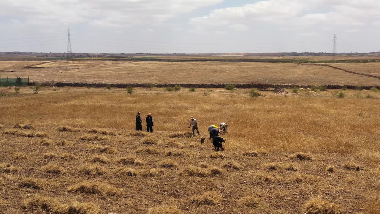 노동자들과 건초밭의 드론 샷
