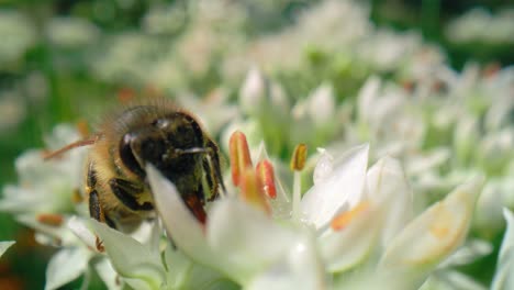 Primer-Plano-De-Una-Abeja-Melífera-Caminando-Sobre-Una-Flor-Y-Buscando-Polen.