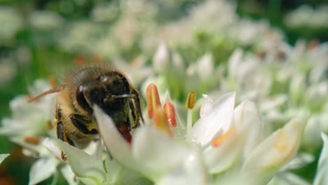 primer plano de una abeja caminando sobre una flor en busca de polen.