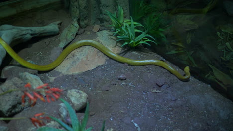 green snake slithers up to glass