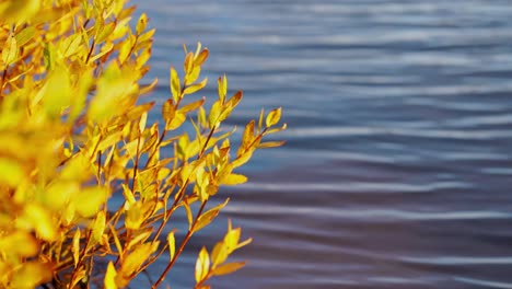 Laub,-Bewegt-Vom-Ruhigen-Wind,-Neben-Dem-Welligen-Bach