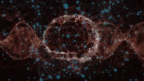 Animation-Des-Netzwerks-Von-Verbindungen-Mit-Dem-Menschlichen-Gehirn-Und-Dem-Spinnen-Von-DNA-Strängen