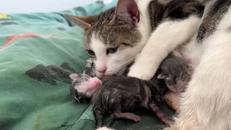 cat cleaning kittens after birth