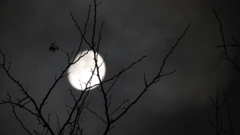 Mond-Hinter-Den-Ästen-Eines-Baumes-Mit-Vorbeiziehenden-Wolken