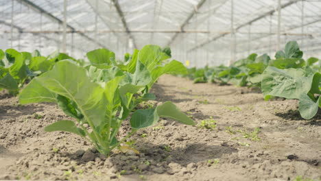 Rows-of-naturally-grown-cauliflower-grows-from-the-ground-in-a-Dutch-greenhouse